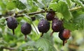 Jostaberry Ribes Ãâ nidigrolaria hybrid of a black currant and gooseberry in the garden. Branch with ripe berries Royalty Free Stock Photo